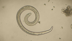 Trichinose solution naturelle