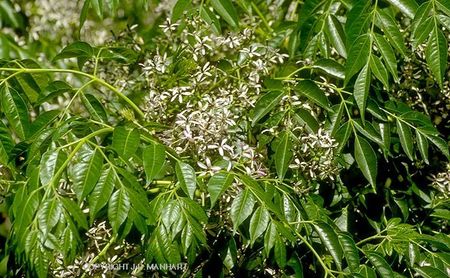 Bienfaits et Vertus de la Racine de Toumba