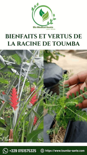 Bienfaits et Vertus de la Racine de Toumba