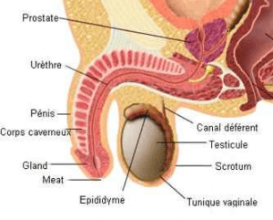 Traitement naturel du kyte épididymaire