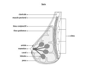 Cancer du sein traitement naturel